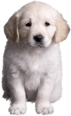 Download Golden Retriever Puppy Valpar - Golden Retriever Puppy Download Png