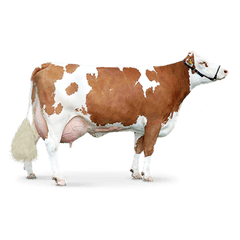 Download Hd Cow Png - Cow Png