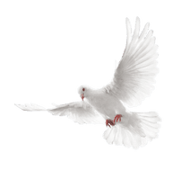 White Flying Pigeon Png Image