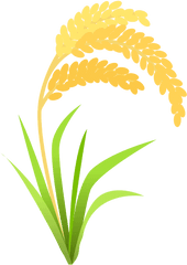 Rice Plant Clipart Png Image - Rice Plant Clipart Png