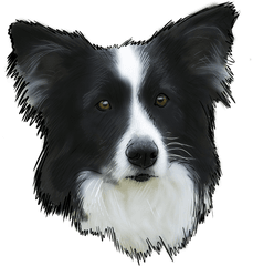 68 Png Border Collie