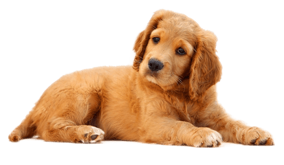 Pet Png 1 Image - Dog Png