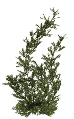 Plant Pngs 4 Png Image - Water Plants Transparent