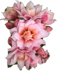 Download Hd Bouquet Flowers Png Overlay Transparent Flower - Flower Overlays For Edits
