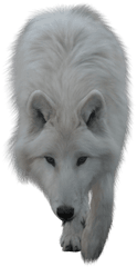 Wolves Png 6 Image - White Wolf Transparent Background