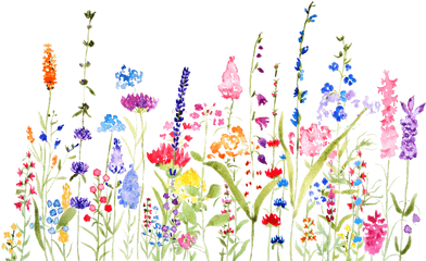 Colorful Wildflower Fields Watercolor - Wild Flower Drawing Color Png