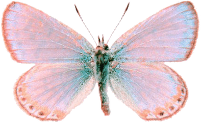 Image About Tumblr In Transparent - Transparent Tumblr Butterfly Png