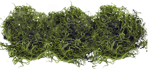 Download Spanish Moss Png - Moss