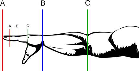 The Golden Ratio - Golden Ratio In Humans Png