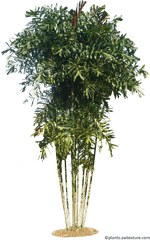 Tropical Plant Pictures - Willow Png