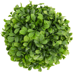 Small Boxwood Ball - Flowerpot Png