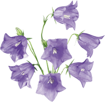 Flower Bluebells Free HQ Image - Free PNG