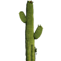 Cactus Png 10