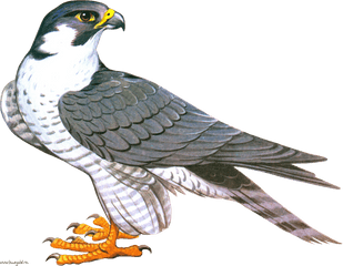 Falcon Png Images Free Download - Falcon Clipart