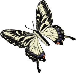 201601 Swallowtail Butterfly - Swallowtail Butterfly Png