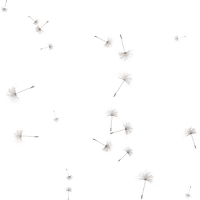 Dandelion Image PNG Download Free