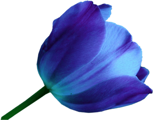 Download Multicolor Tulips - Blue Tulip Flower Png Png Image De Tulipanes En Acuarela