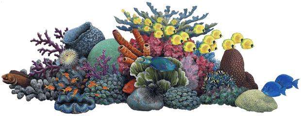 Coral Reef Clipart Png - Coral Reef Transparent Background