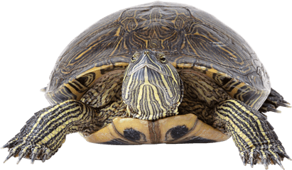 Download Turtle Png Image With Transparent - Red Eared Slider Png