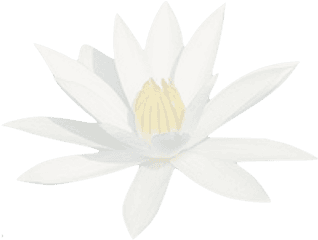 Translucid Water Lily Transparent Png - Sacred Lotus