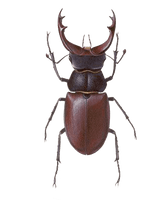 Stag Beetle Free Transparent Image HD - Free PNG