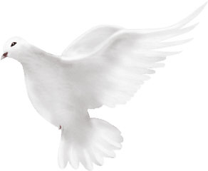 Dove Peace Png 41756 - Free Icons And Png Backgrounds Portable Network Graphics