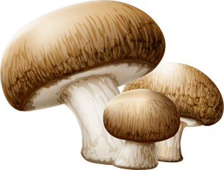 Free Png Autumn Mushroom