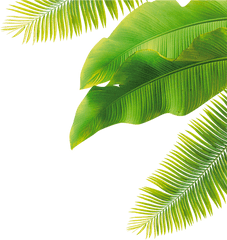 Leaf Size - Palm Tree Leaf Png