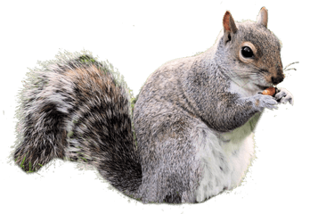 Gray Squirrel Clipart Real - Transparent Squirrel Png