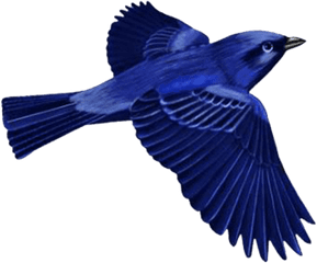 Download Hd Dark Blue Bird - Blue Bird Png