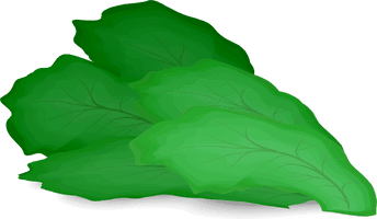 Lettuce Vector Green PNG Free Photo