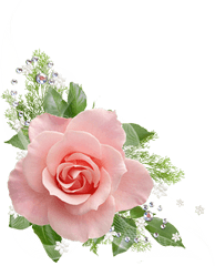 Pink Rose Png Picture - Pink Rose Flower Png