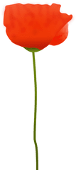 Library Of Poppy Flower Graphic Free - Transparent Red Poppy Flower Vector Png