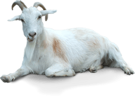 Goat Transparent - Free PNG