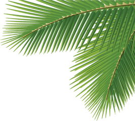 Download Arecaceae Leaf Tree Dasylirion - Palm Tree Leaves Png