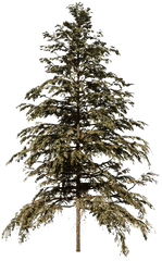 Cedar Tree Png Hd - Cedar Tree Png