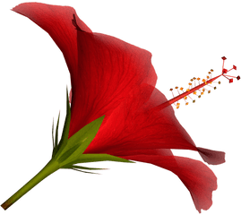 Free Hibiscus Flower Clipart Download - Red Tropical Flower Png