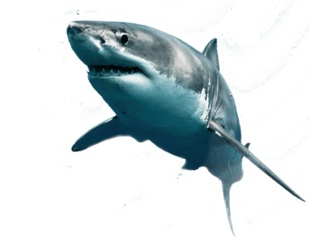 Hd Vcetor Transparent Background Image - Great White Shark Png