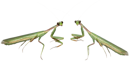 Mantis Png - Praying Mantis Png