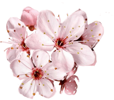 Pink Blossom Flower Free Transparent Image HD - Free PNG