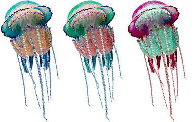 Art Experiment - Jellyfish On Behance Jellyfish Png