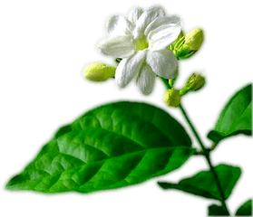 Download Single Jasmine Flower Png Three - Jasmine Plant