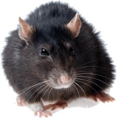 Rat Transparent Png - Rat Png