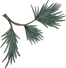 Evergreen Tree Branch Clipart Free Download Creazilla - Evergreen Png