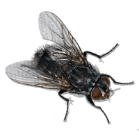 Fly Png Image