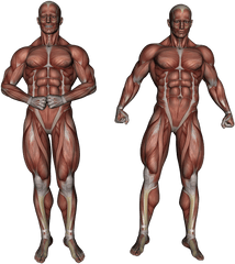 Muscle Muscular System Anatomy - Leg Muscles Anatomy Png