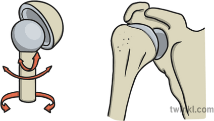 Ball And Socket Joint Illustration - Twinkl Ball And Socket Joint Drawing Png