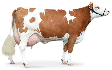 Download Free Png Cow Image - Cow Png Hd File