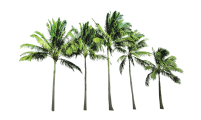 Download Coconut Tree Png Picture - Coconut Trees Background Png