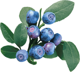 Blueberries Png Image - Blueberries Bush Png